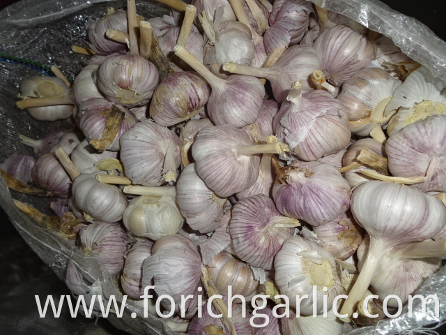 Normal White Garlic Fresh